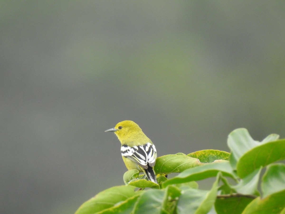 White-tailed Iora - ML311321051