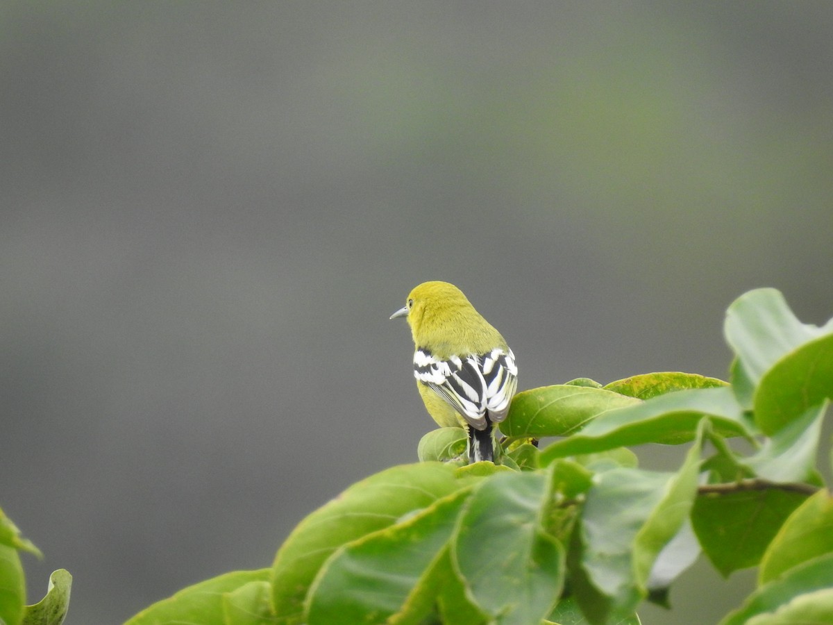 White-tailed Iora - KARTHIKEYAN R