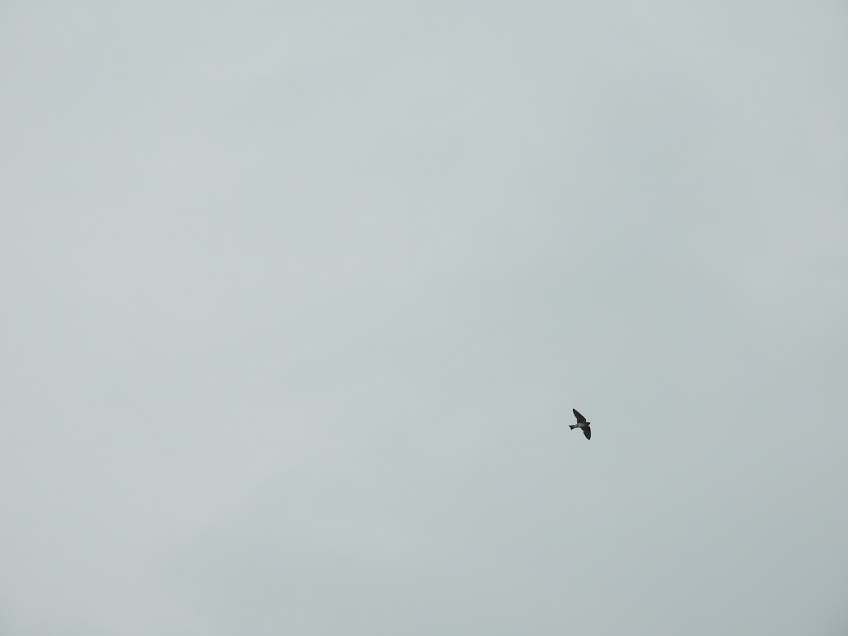 swallow sp. - KARTHIKEYAN R