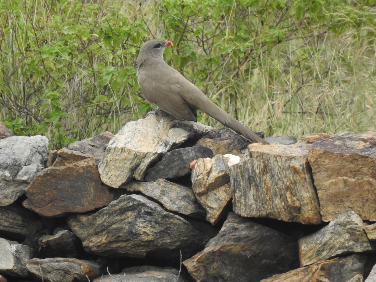 Sirkeer Malkoha - ML311321681