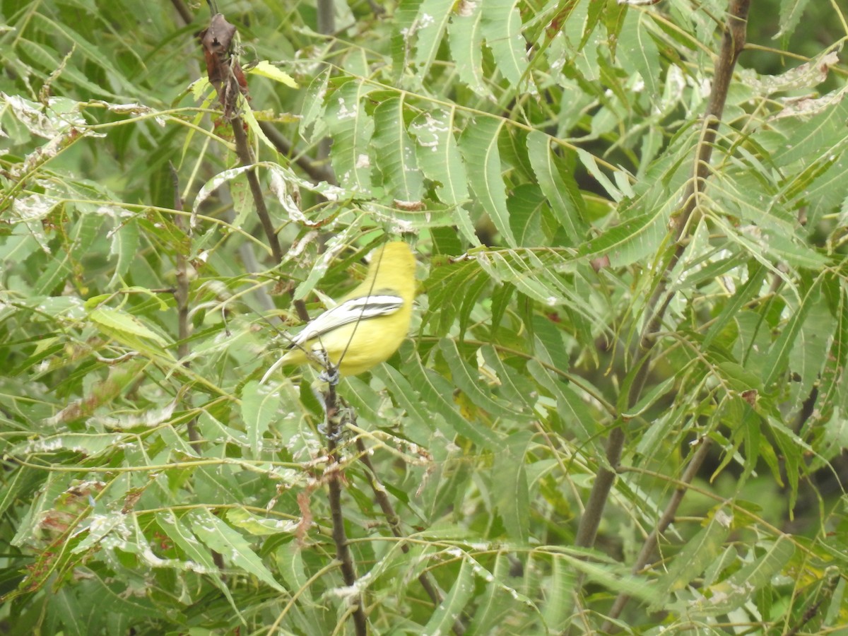 White-tailed Iora - KARTHIKEYAN R