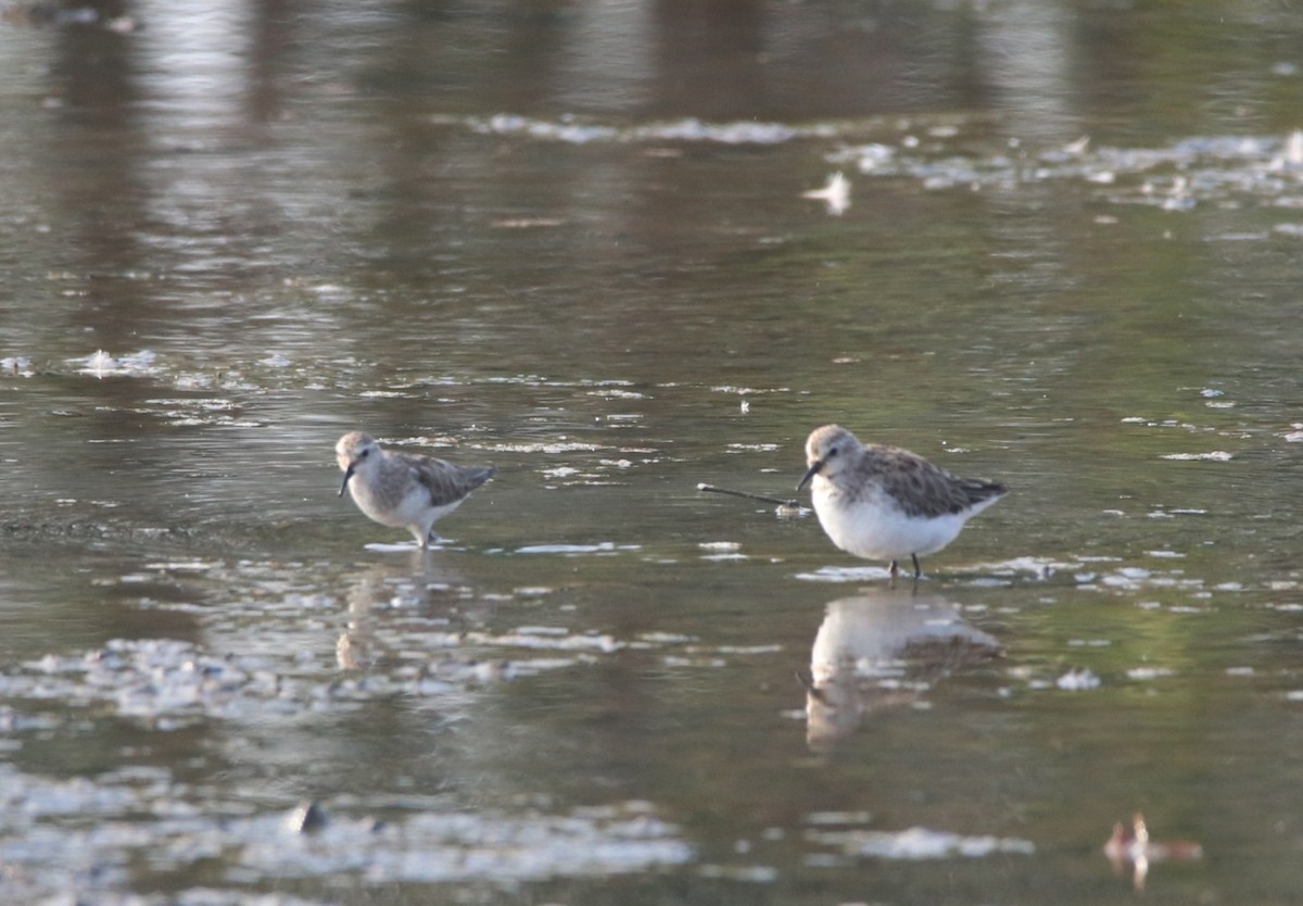 Little Stint - Vignesh Bhat