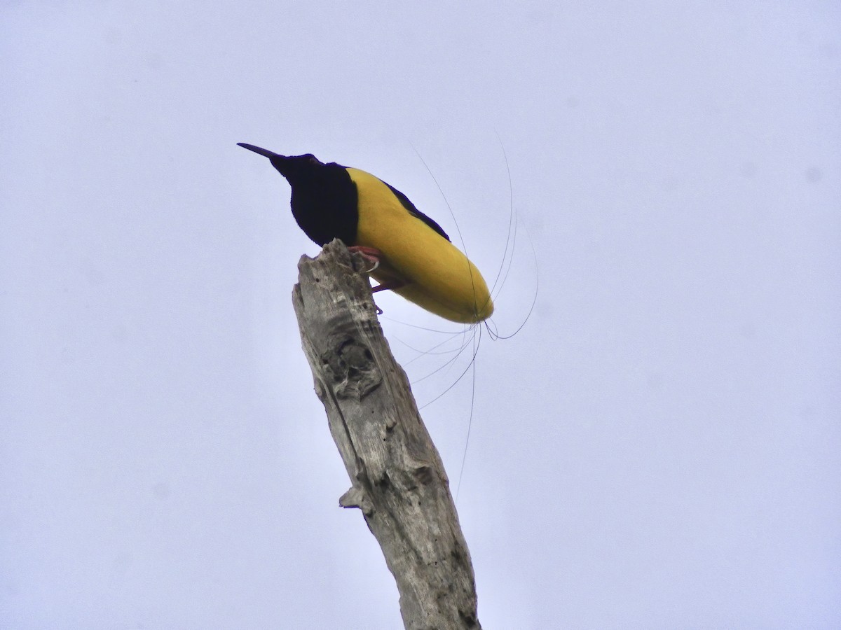 Twelve-wired Bird-of-Paradise - ML311324361