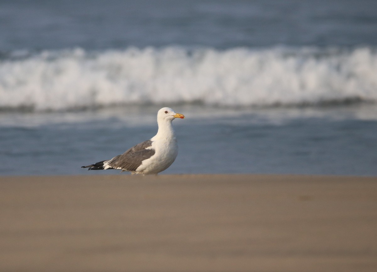 Lesser Black-backed Gull - ML311324461