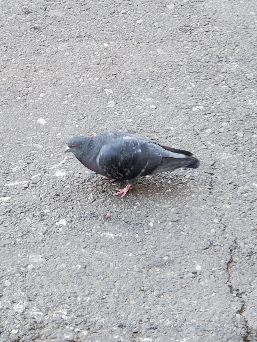 Rock Pigeon (Feral Pigeon) - ML311324591