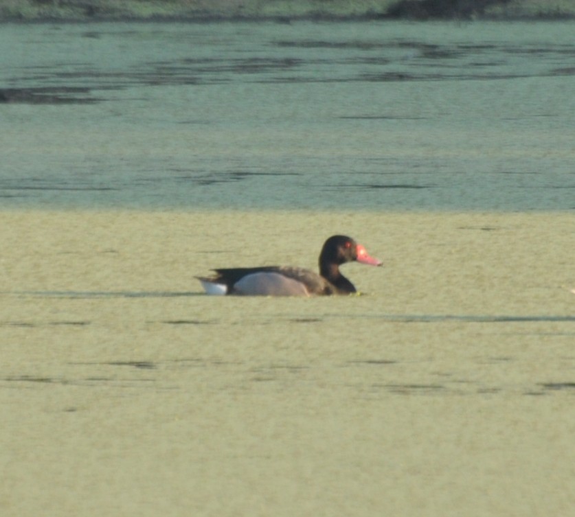 Rosy-billed Pochard - samuel olivieri bornand