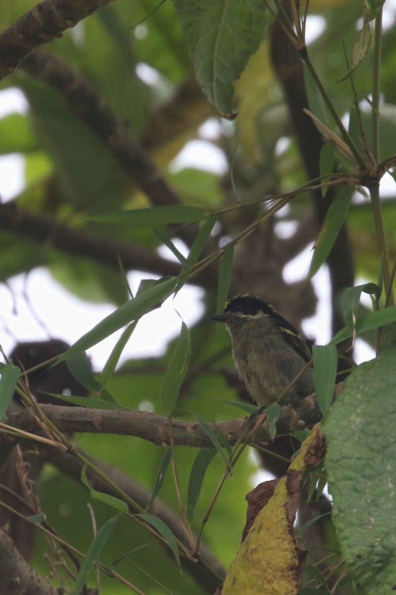 Yeşil-Kara Cüce Barbet (hildamariae) - ML311327121