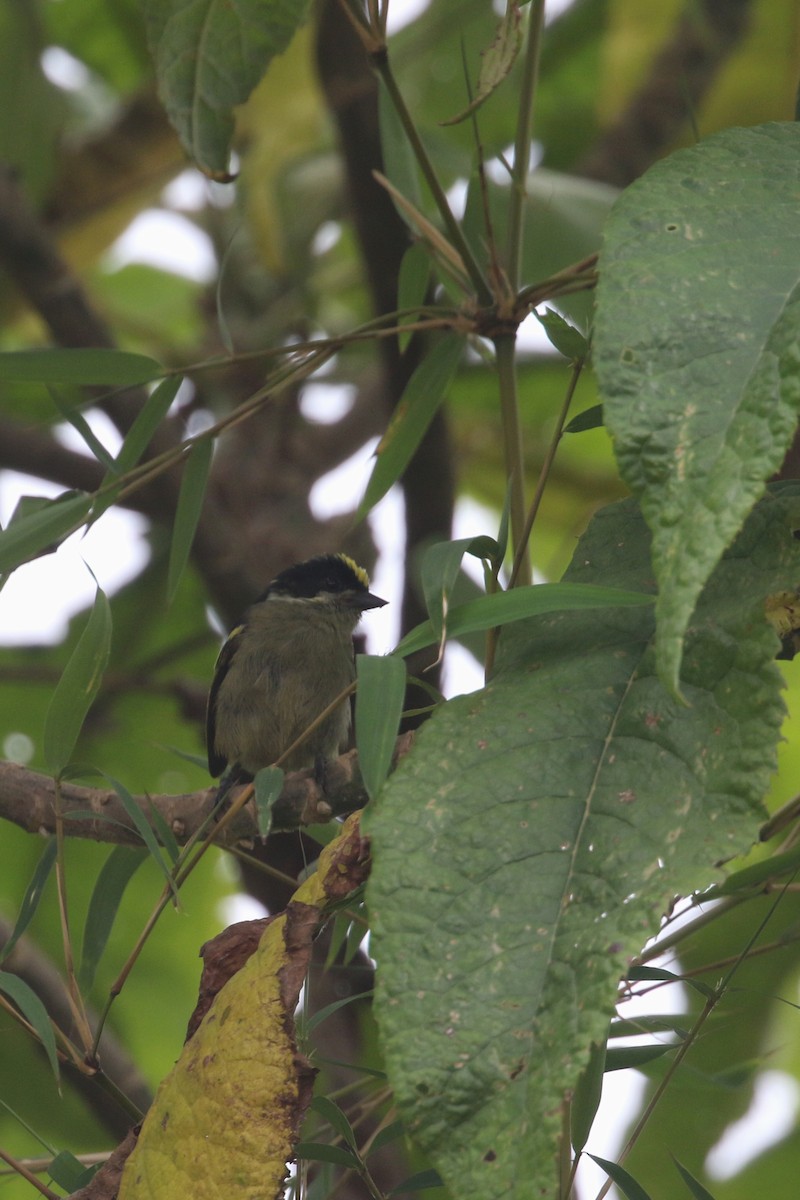 Yeşil-Kara Cüce Barbet (hildamariae) - ML311327131