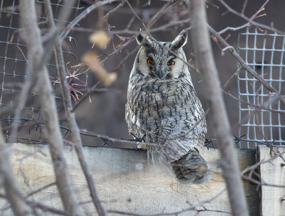 Long-eared Owl - ML311327171