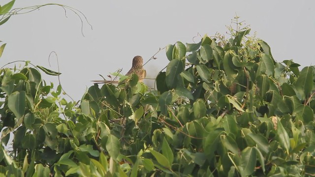 Common Babbler - ML311327211