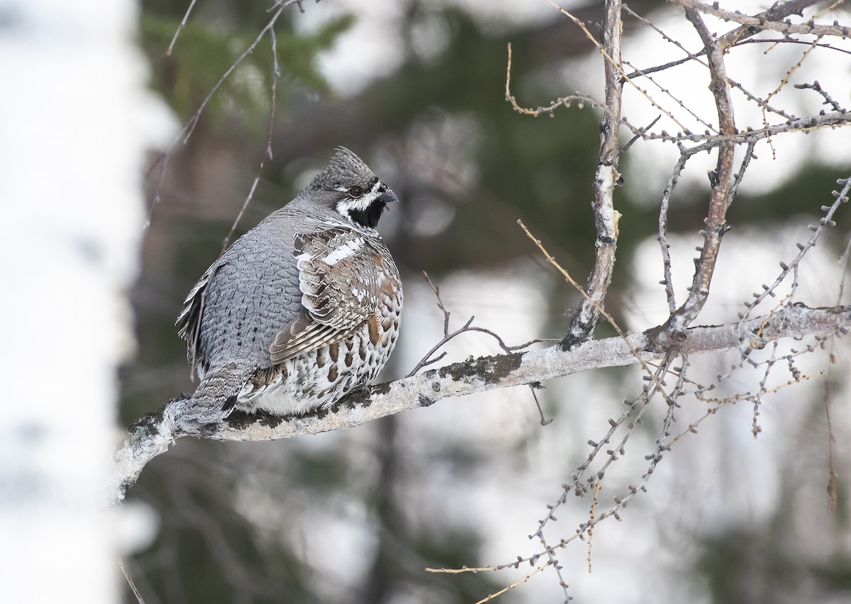 Hazel Grouse - ML311327371