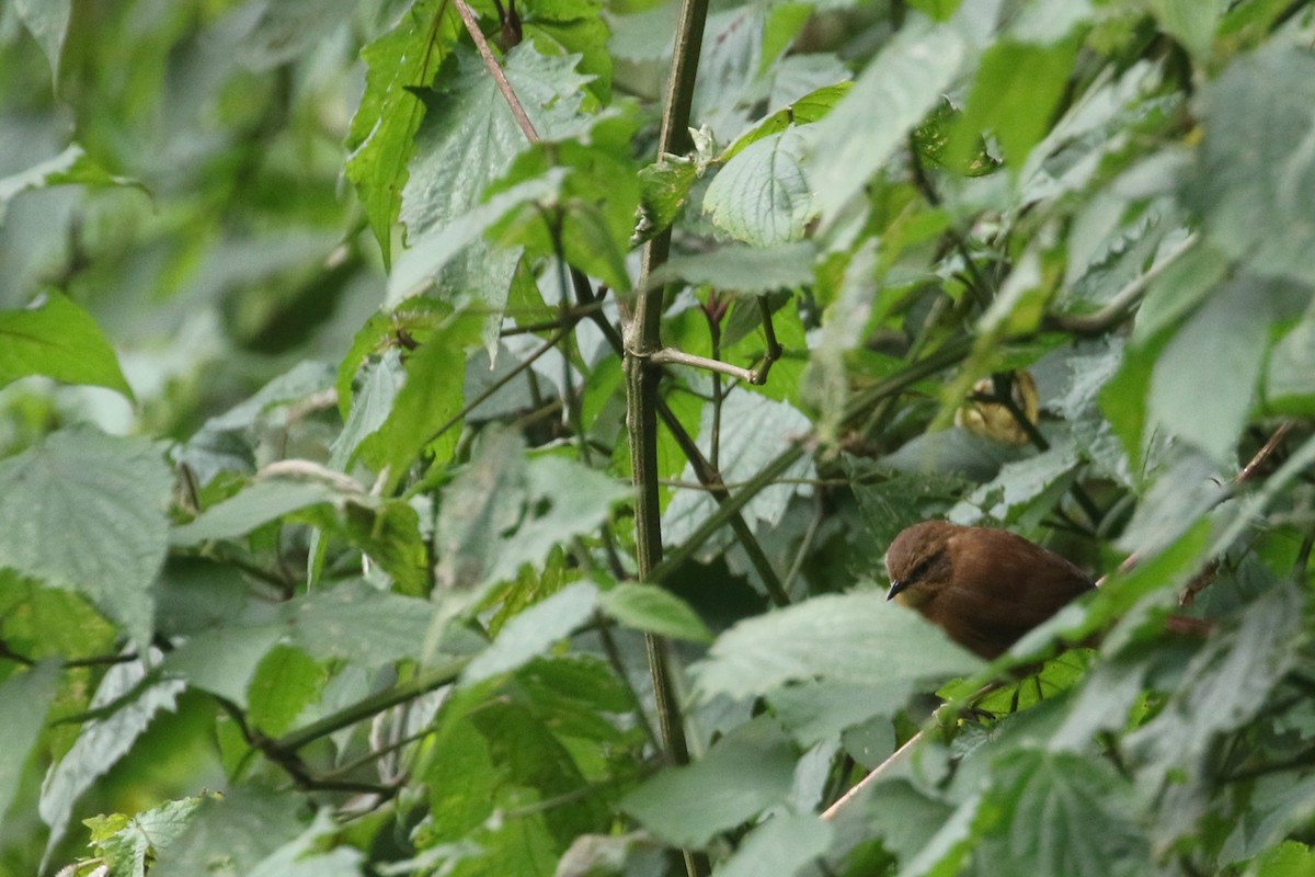 Evergreen-forest Warbler - Daniel Branch
