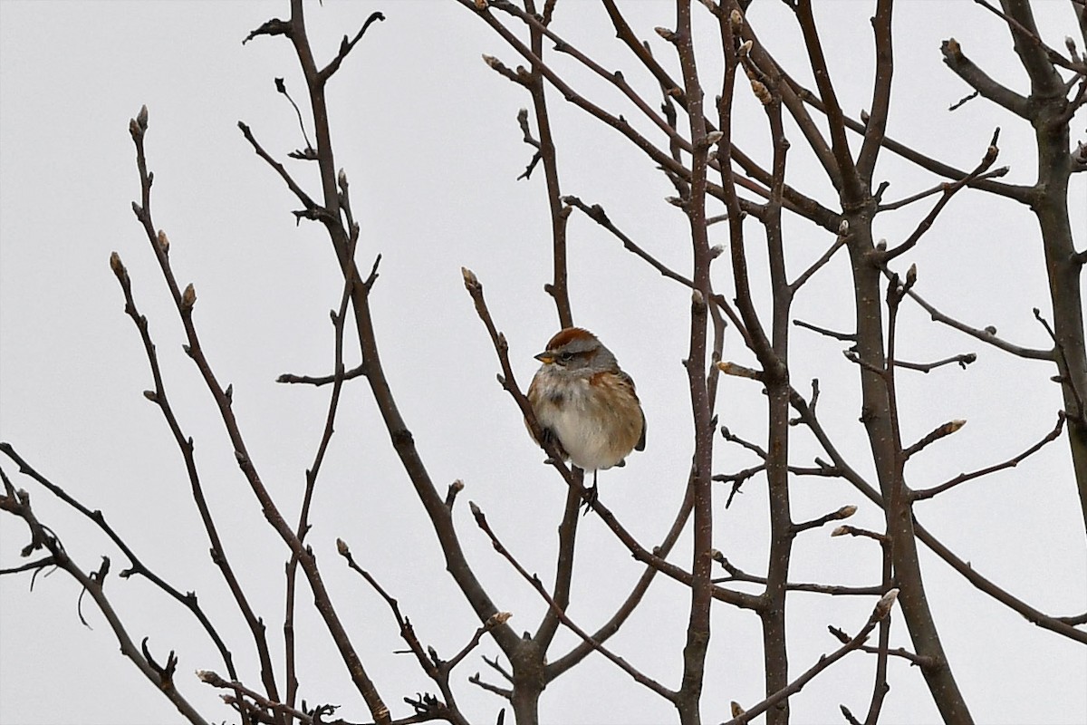 American Tree Sparrow - Brian Henderson