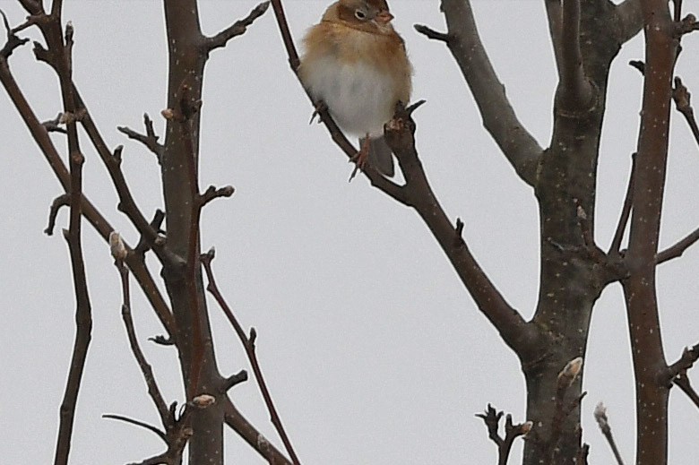 Field Sparrow - Brian Henderson