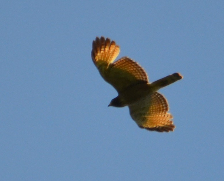 Roadside Hawk - ML311331941