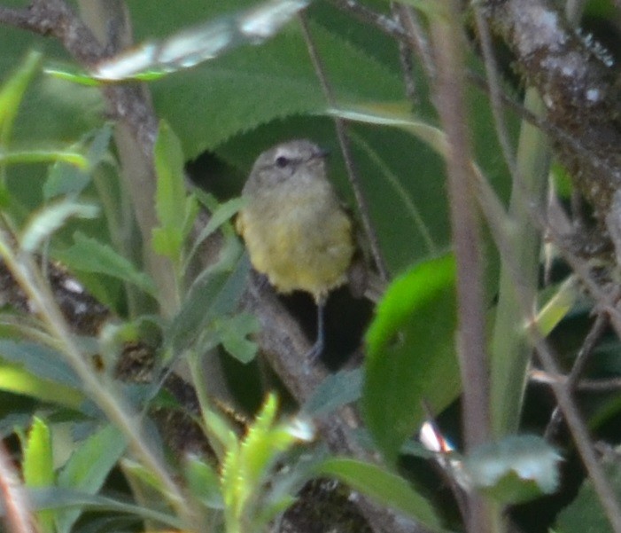 Mottle-cheeked Tyrannulet - Viviana Fuentes