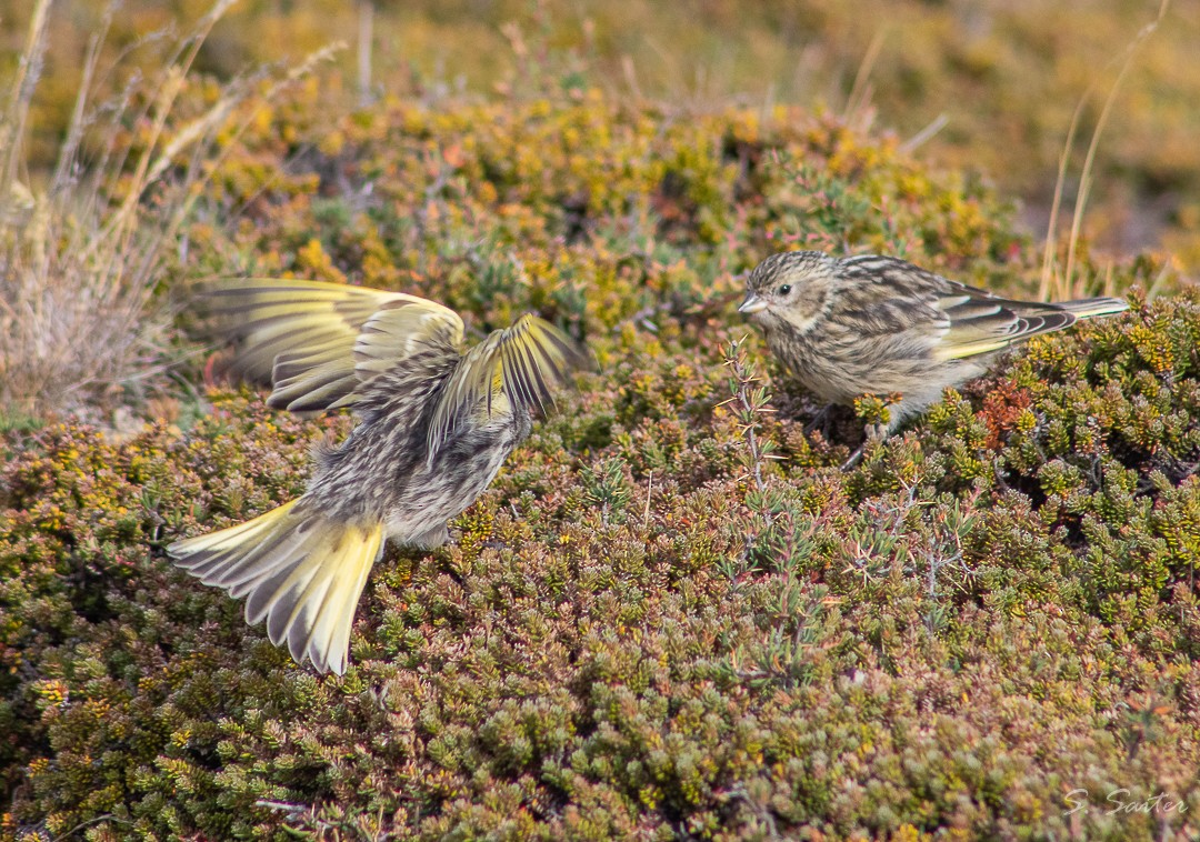 White-bridled Finch (Fuegian) - Sebastián Saiter Villagrán