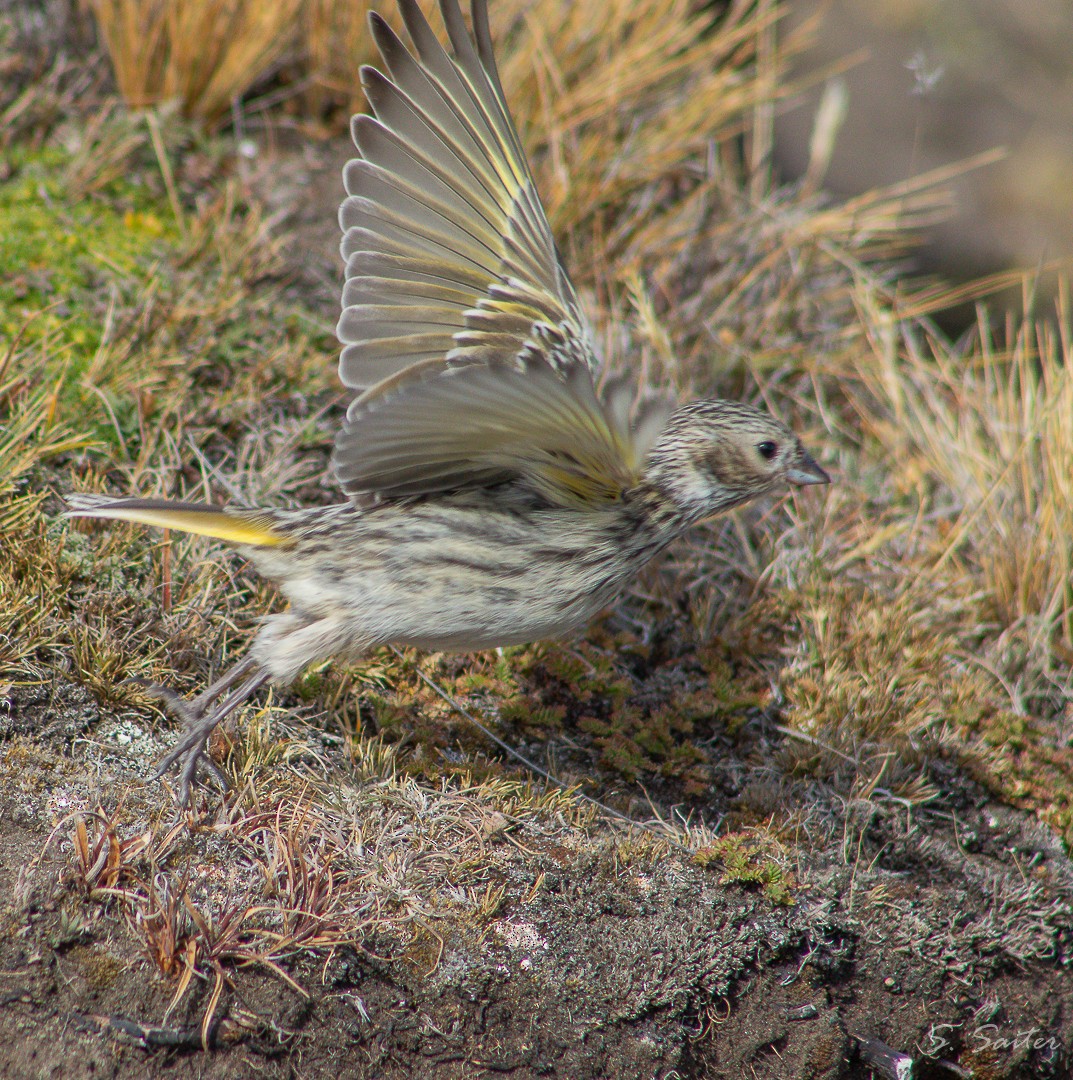 White-bridled Finch (Fuegian) - Sebastián Saiter Villagrán