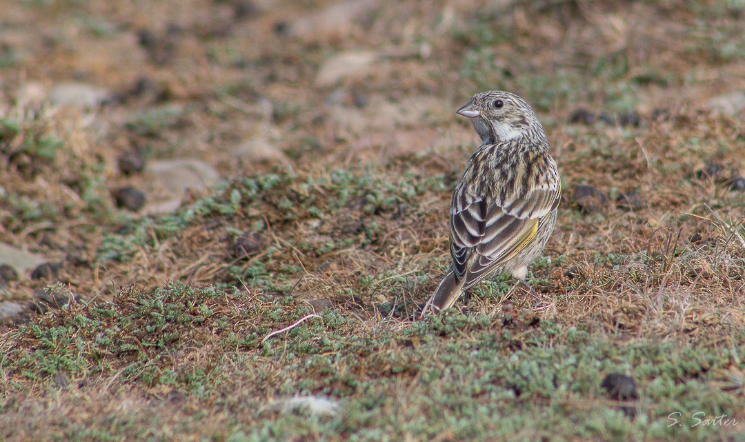 White-bridled Finch (Fuegian) - ML311335501