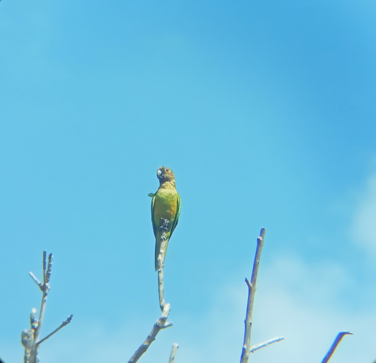 Brown-throated Parakeet - César Oramas Zumoza