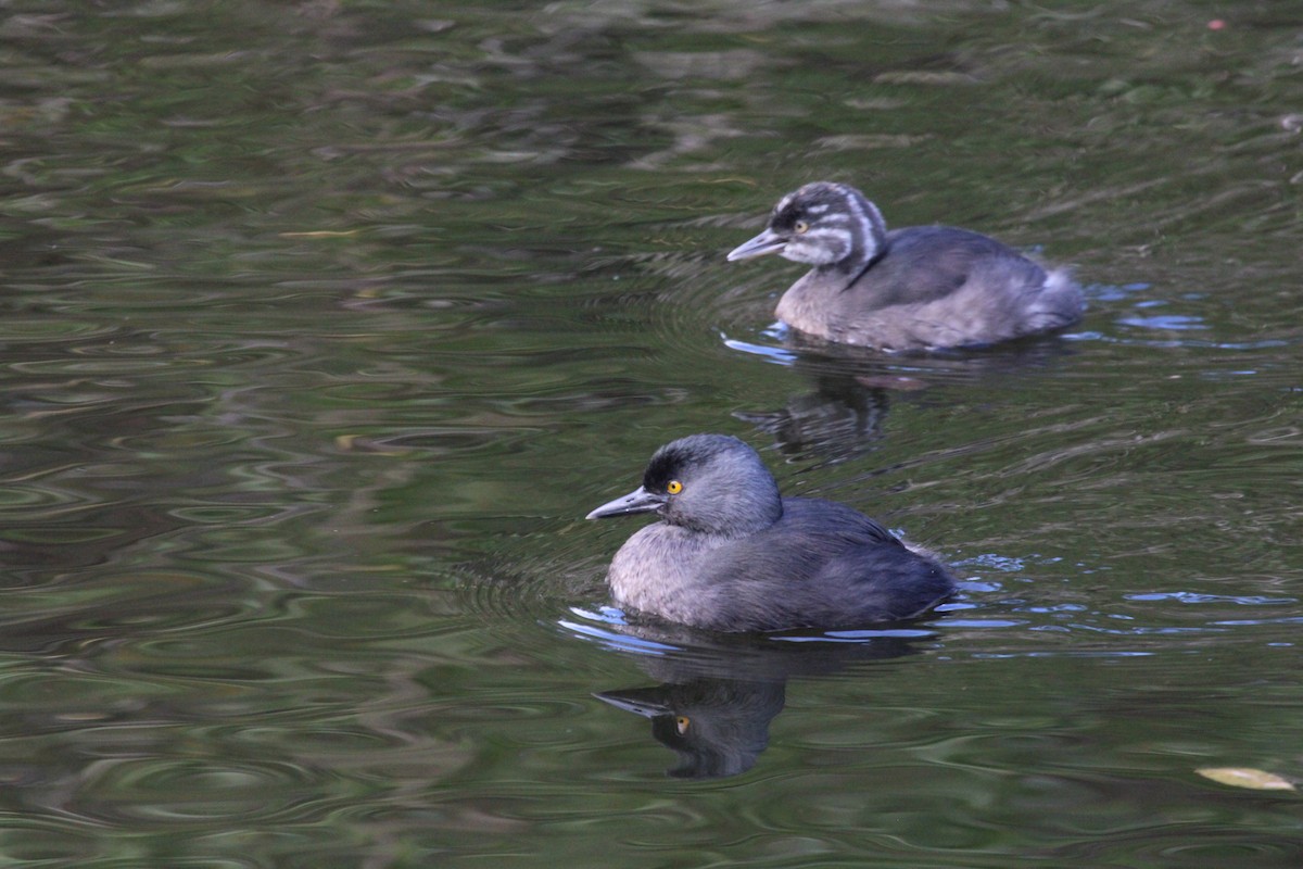 Least Grebe - ML311335671