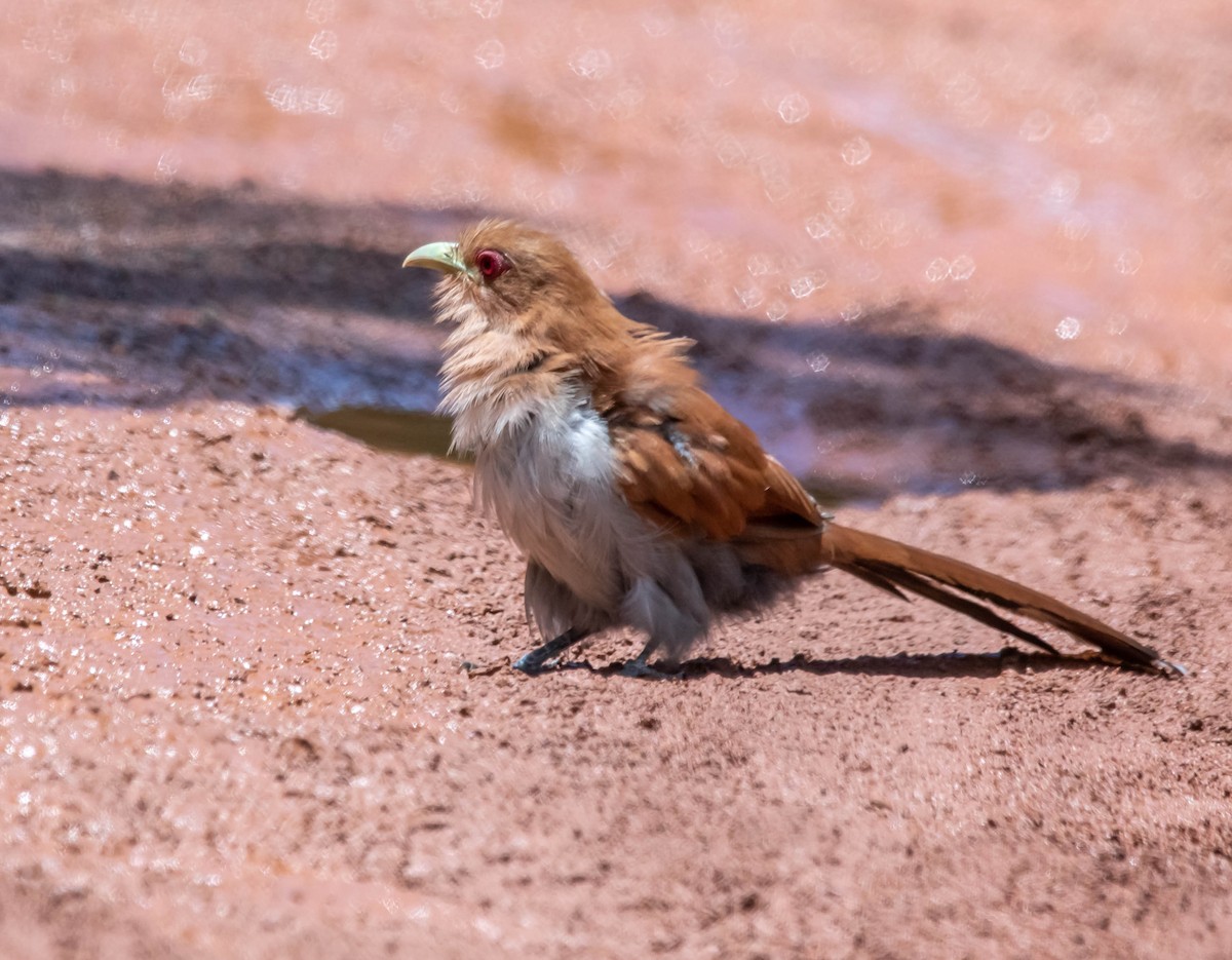 Squirrel Cuckoo - ML311336781