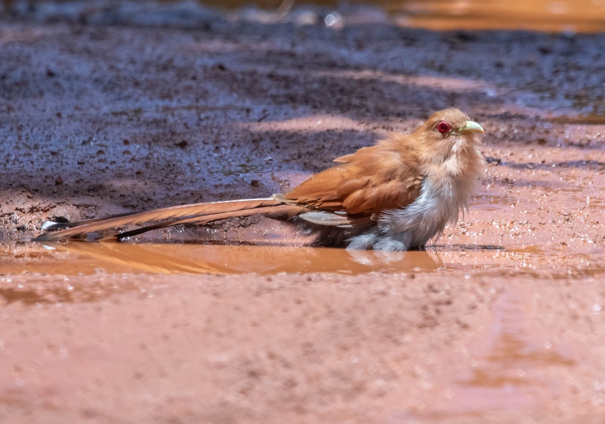 Squirrel Cuckoo - ML311336801