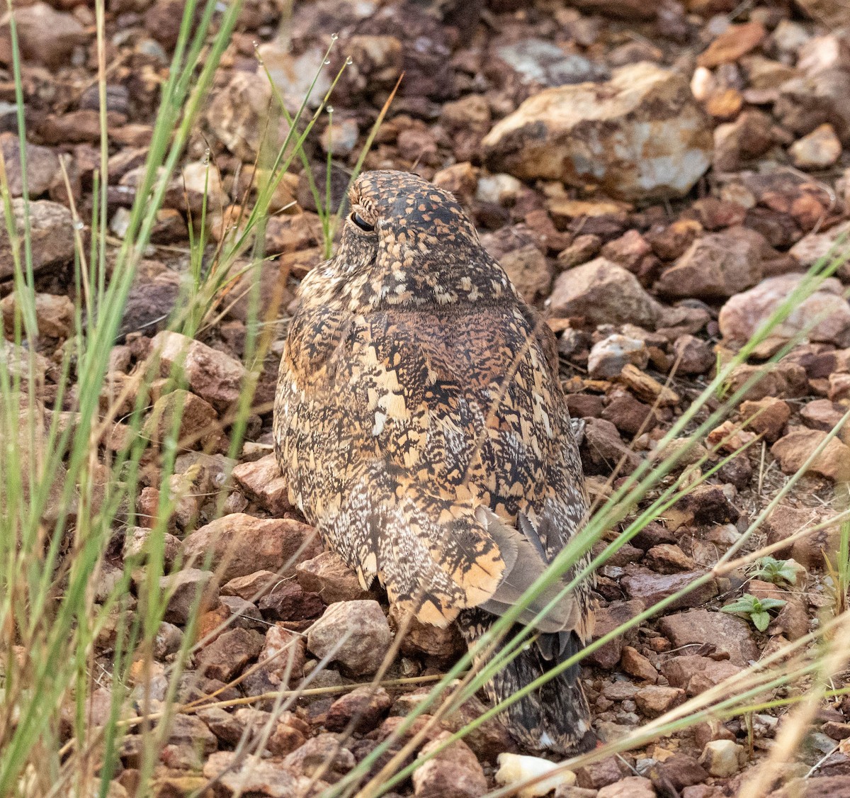 コビトアメリカヨタカ - ML311337021