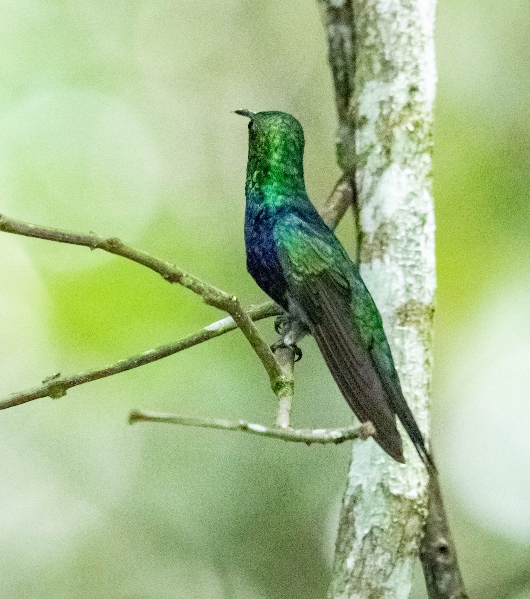 Fork-tailed Woodnymph - Fernanda Fernandex