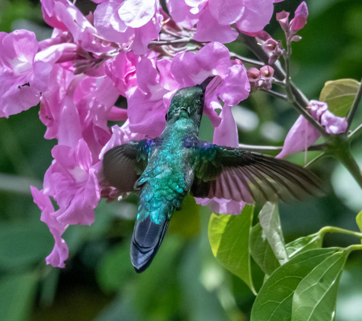 kolibřík nymfový - ML311337351