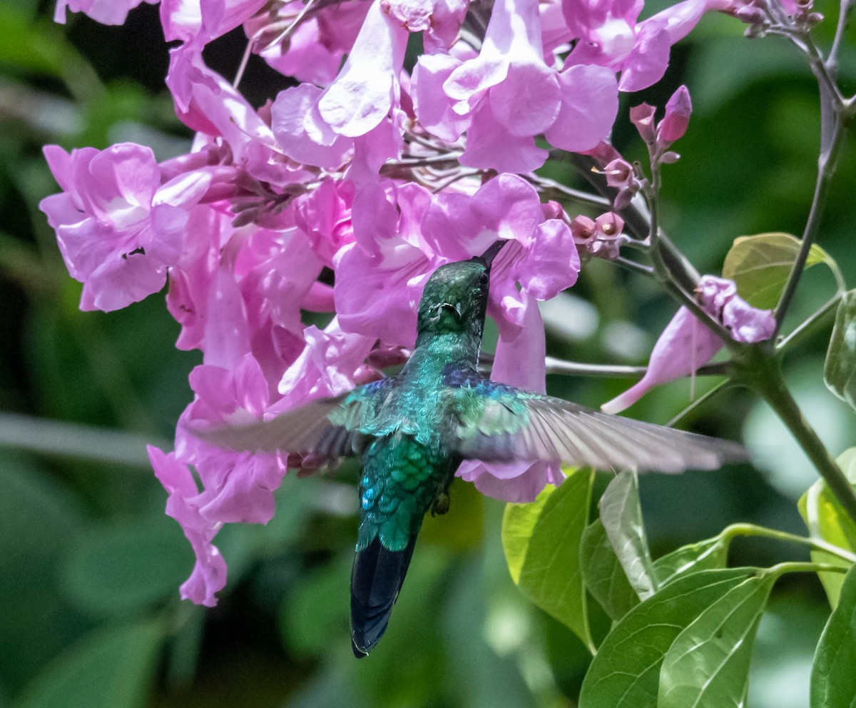 kolibřík nymfový - ML311337361