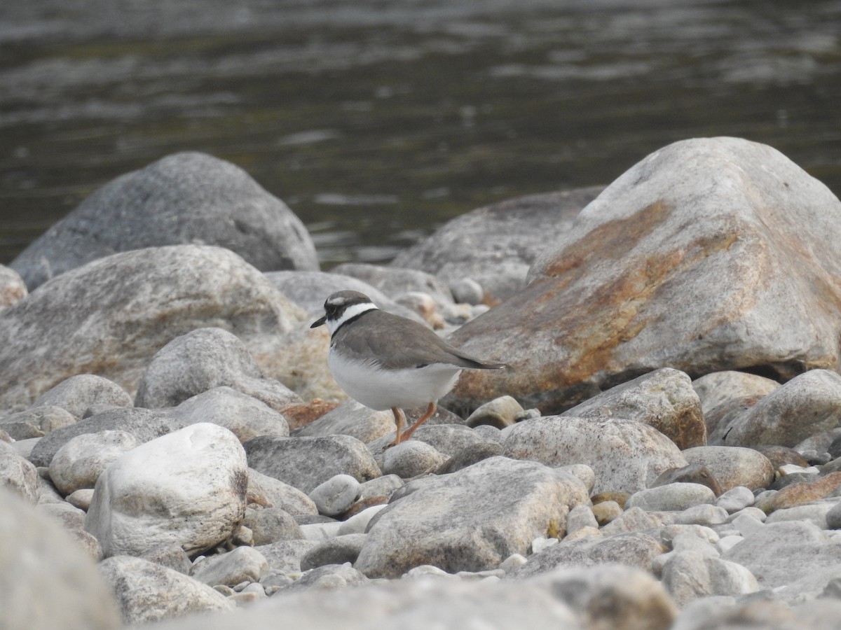 Long-billed Plover - ML311338221