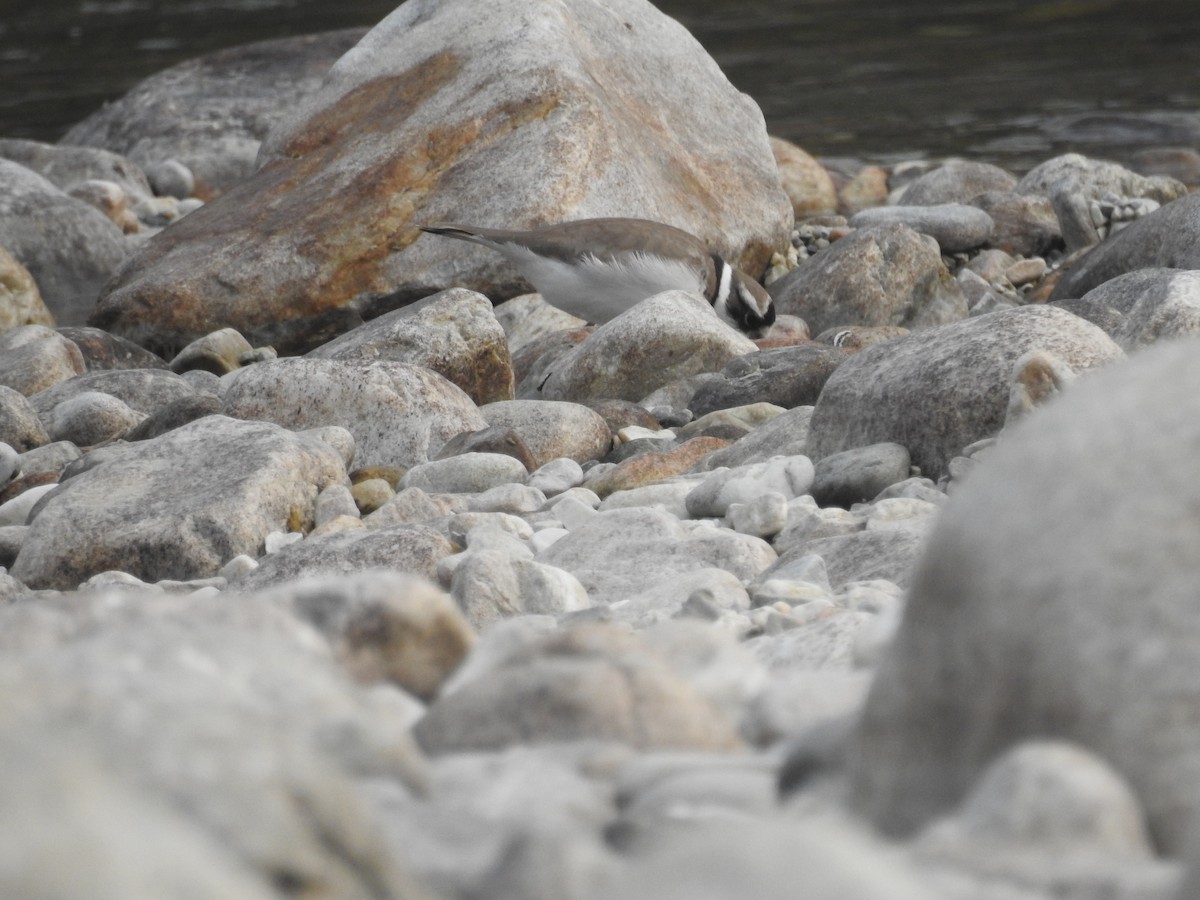 Long-billed Plover - ML311338311