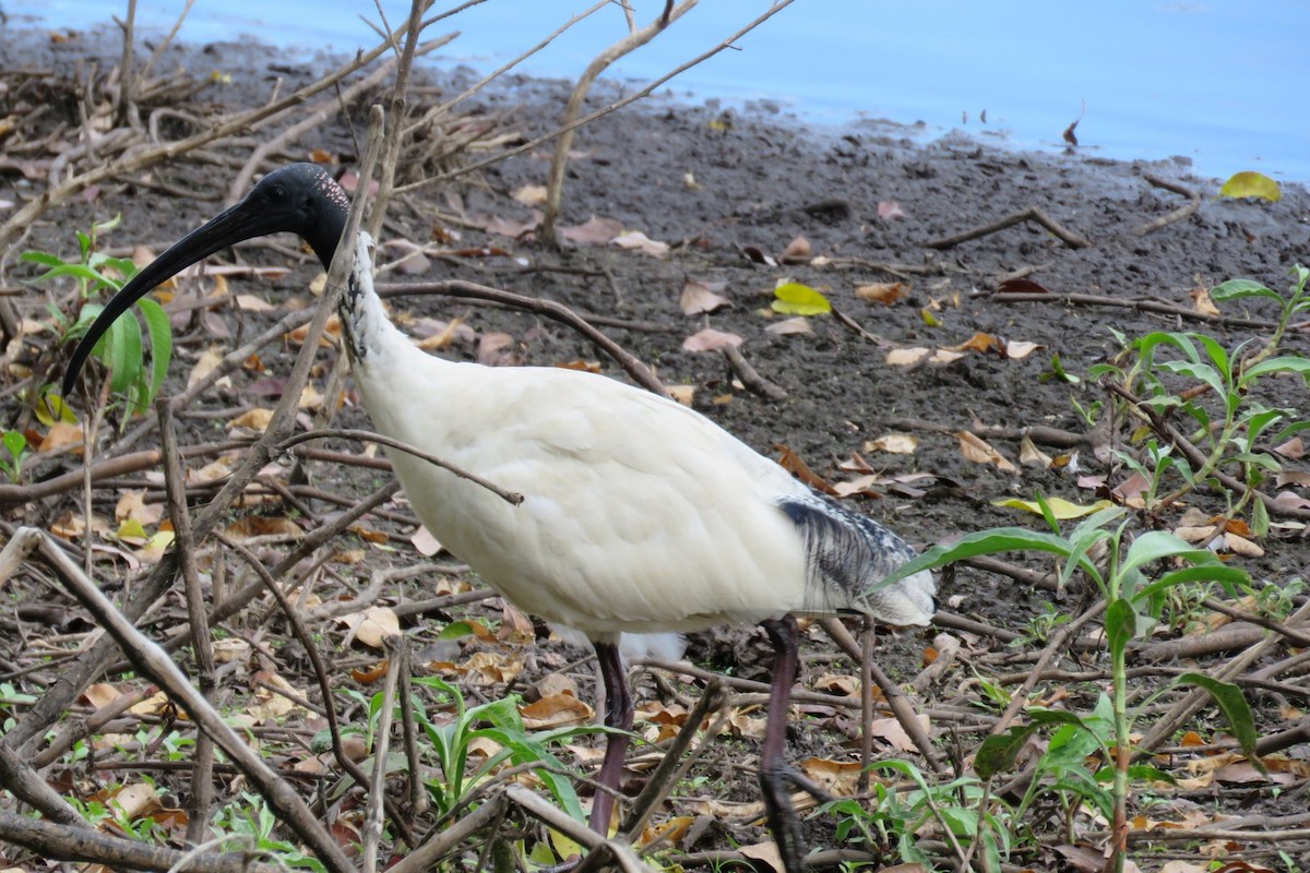 ibis australský - ML311339091