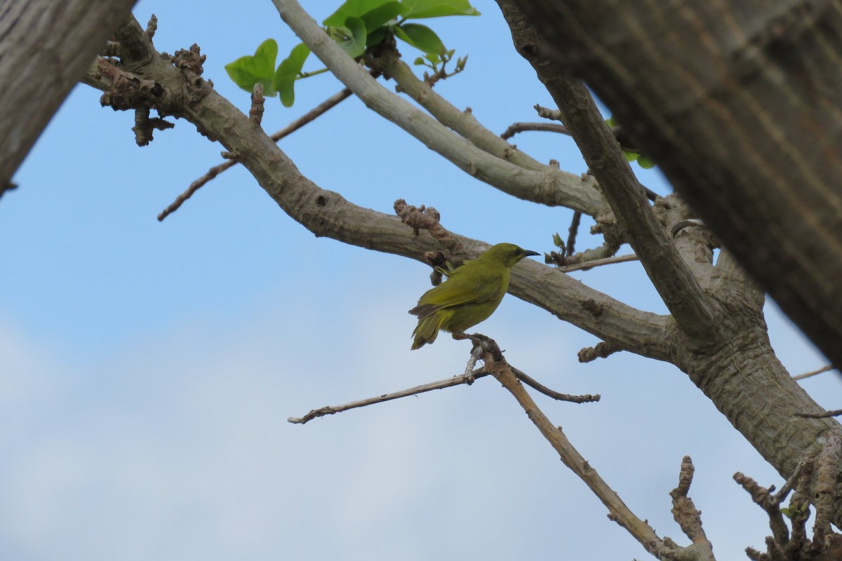 Yellow Honeyeater - ML311339451