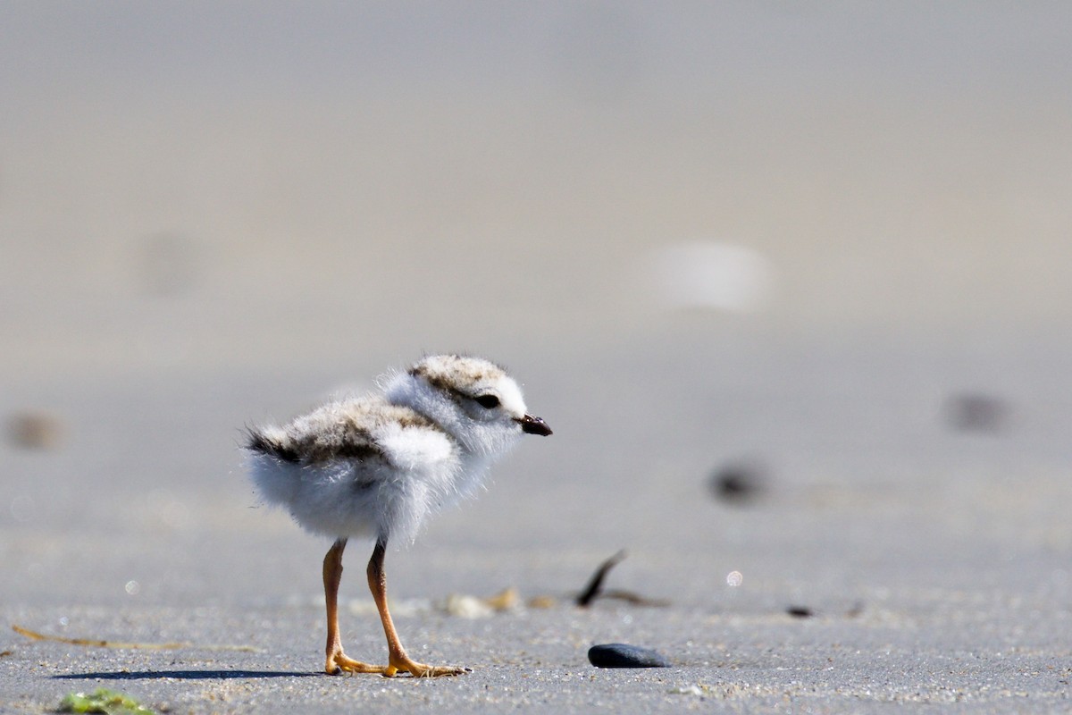 Piping Plover - Gaetan Dupont