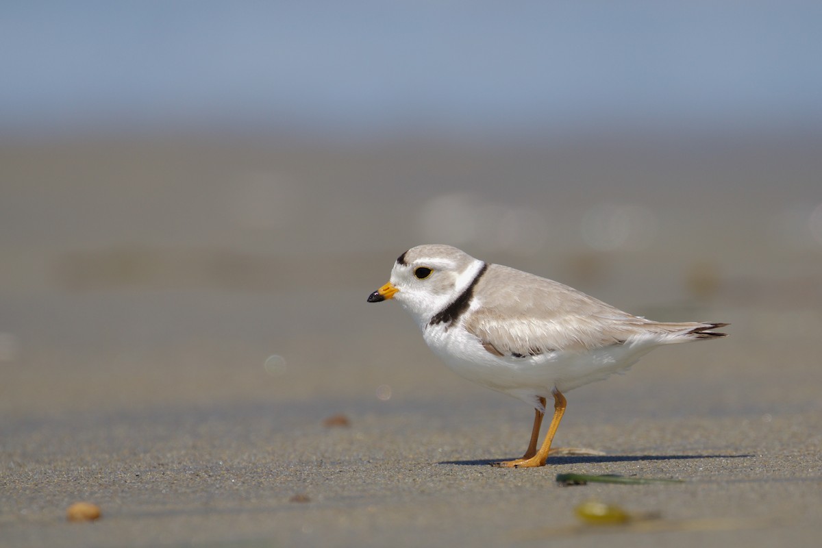 Piping Plover - Gaetan Dupont