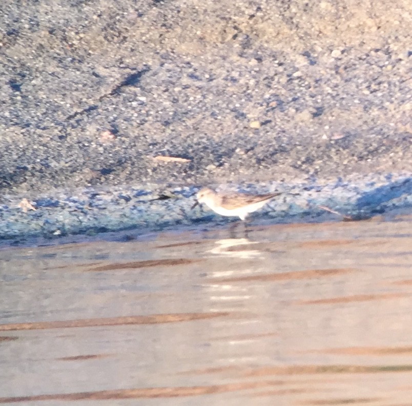 Semipalmated Sandpiper - ML31134391