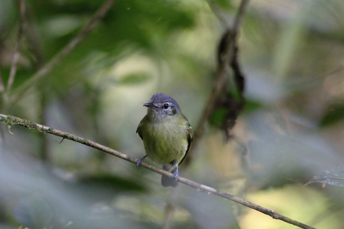 Yellow-olive Flatbill - ML311346351