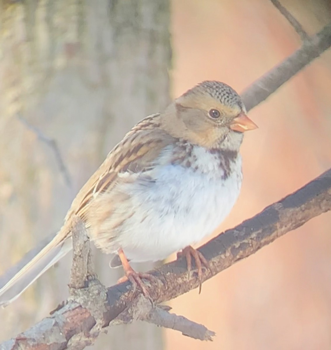 Harris's Sparrow - ML311350181