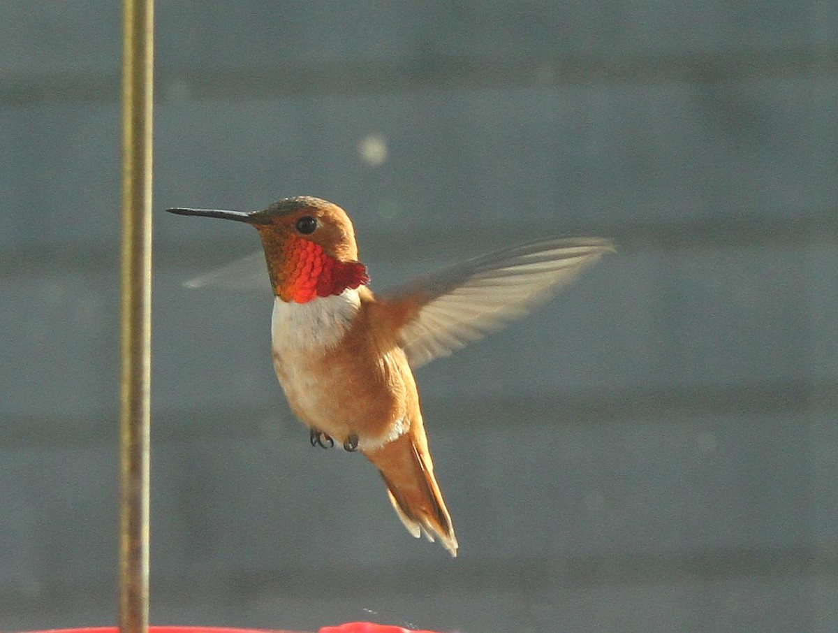 Rufous Hummingbird - Vicki Miller