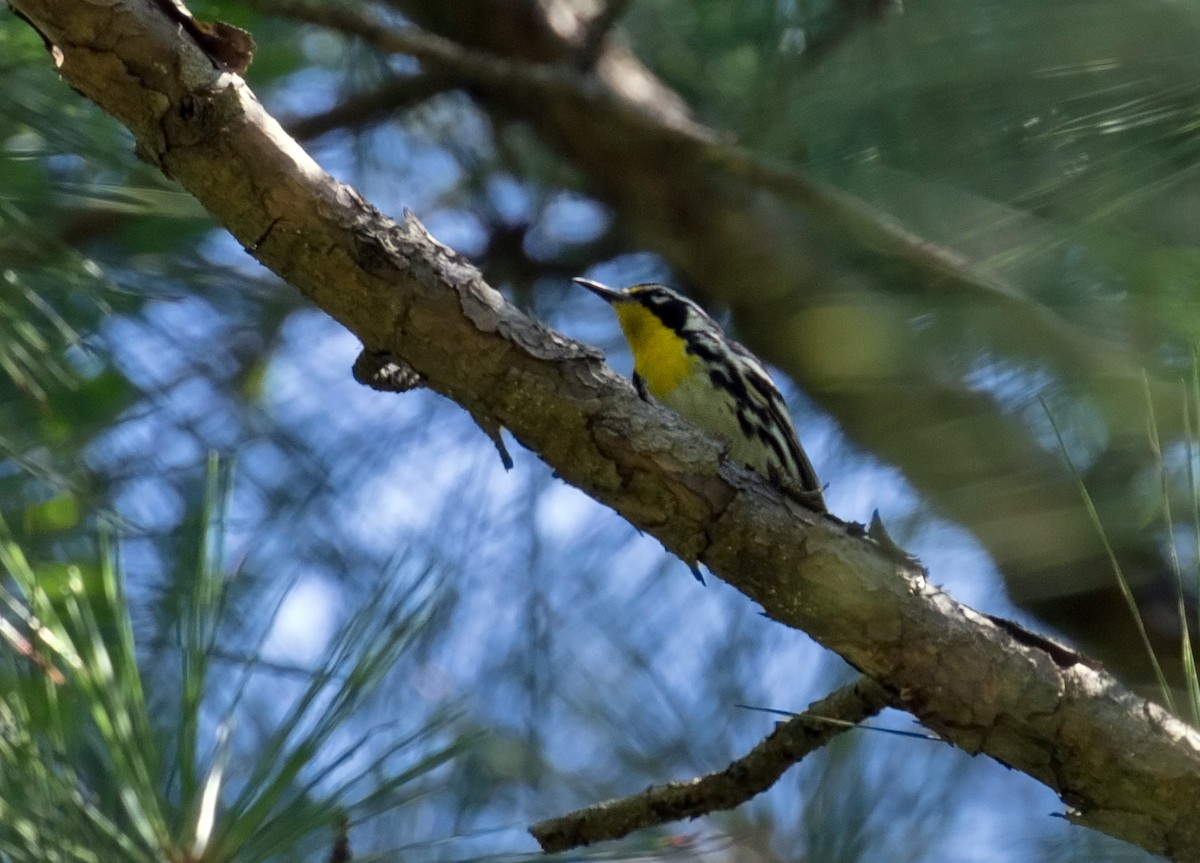 Yellow-throated Warbler - ML31135771