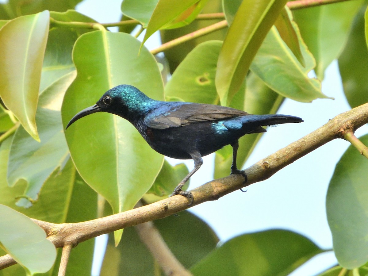 Purple Sunbird - ML311358031