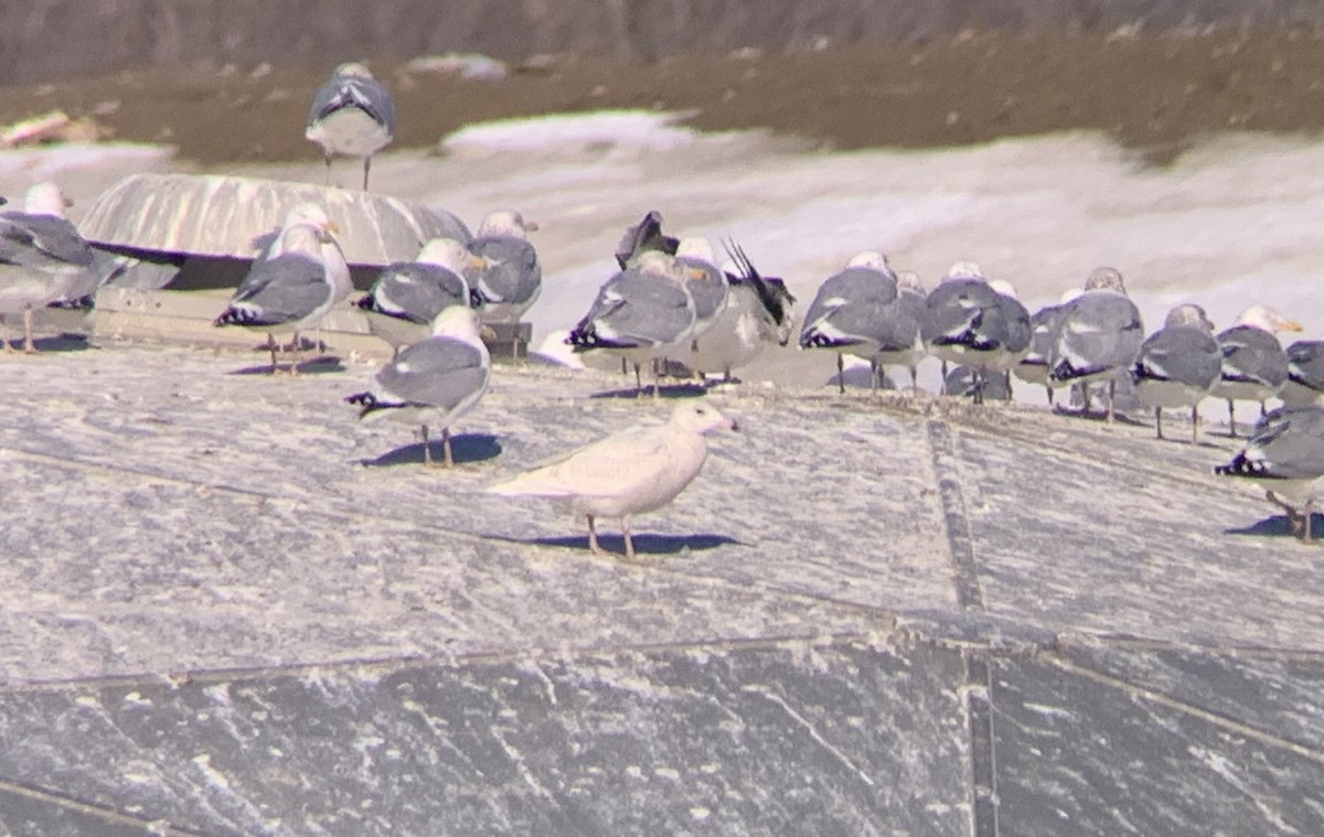 Glaucous Gull - ML311361201