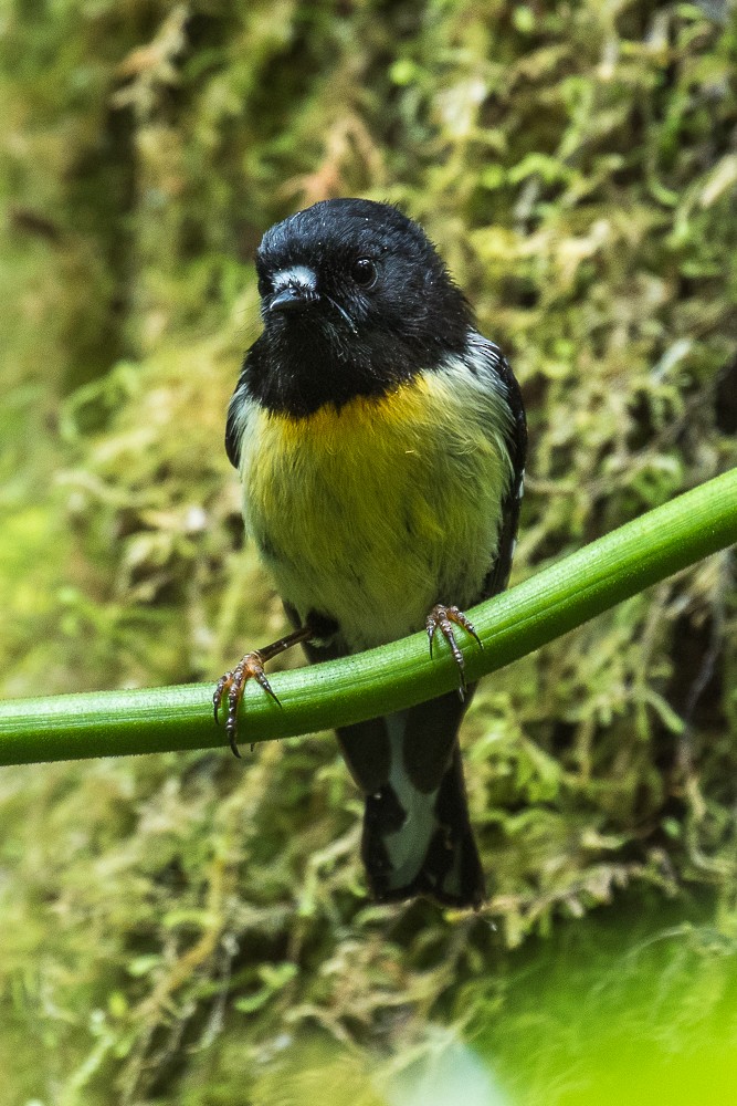 Tomtit - ML311362501