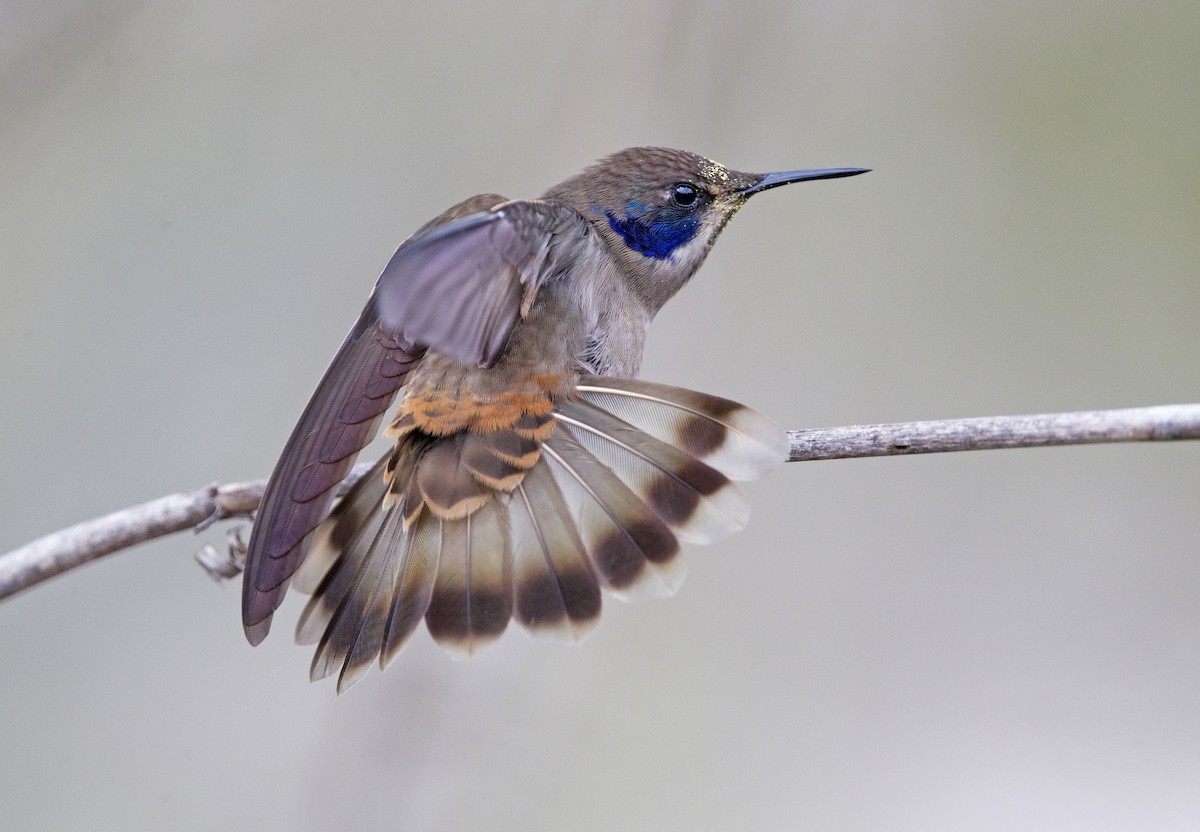 kolibřík fialovouchý - ML311362841