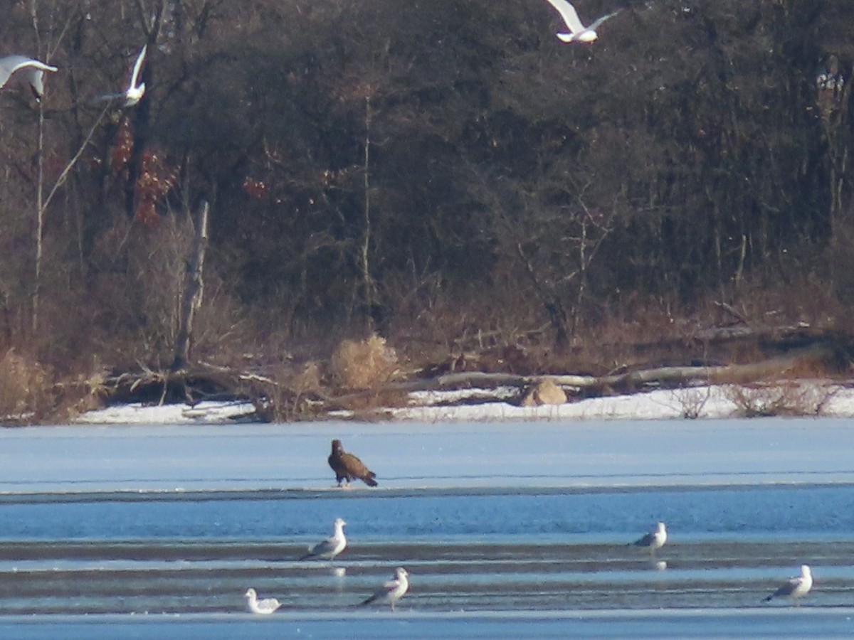 Bald Eagle - ML311364061