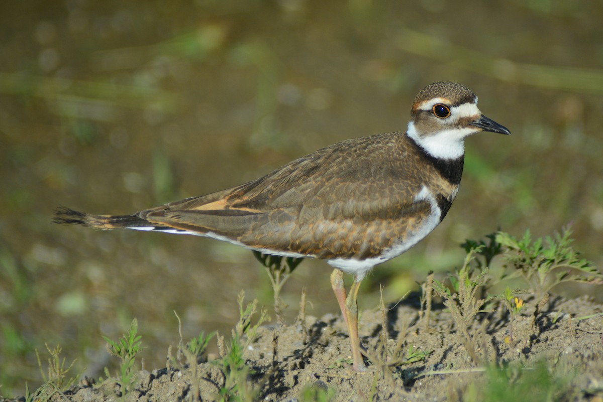 Killdeer - ML31136611