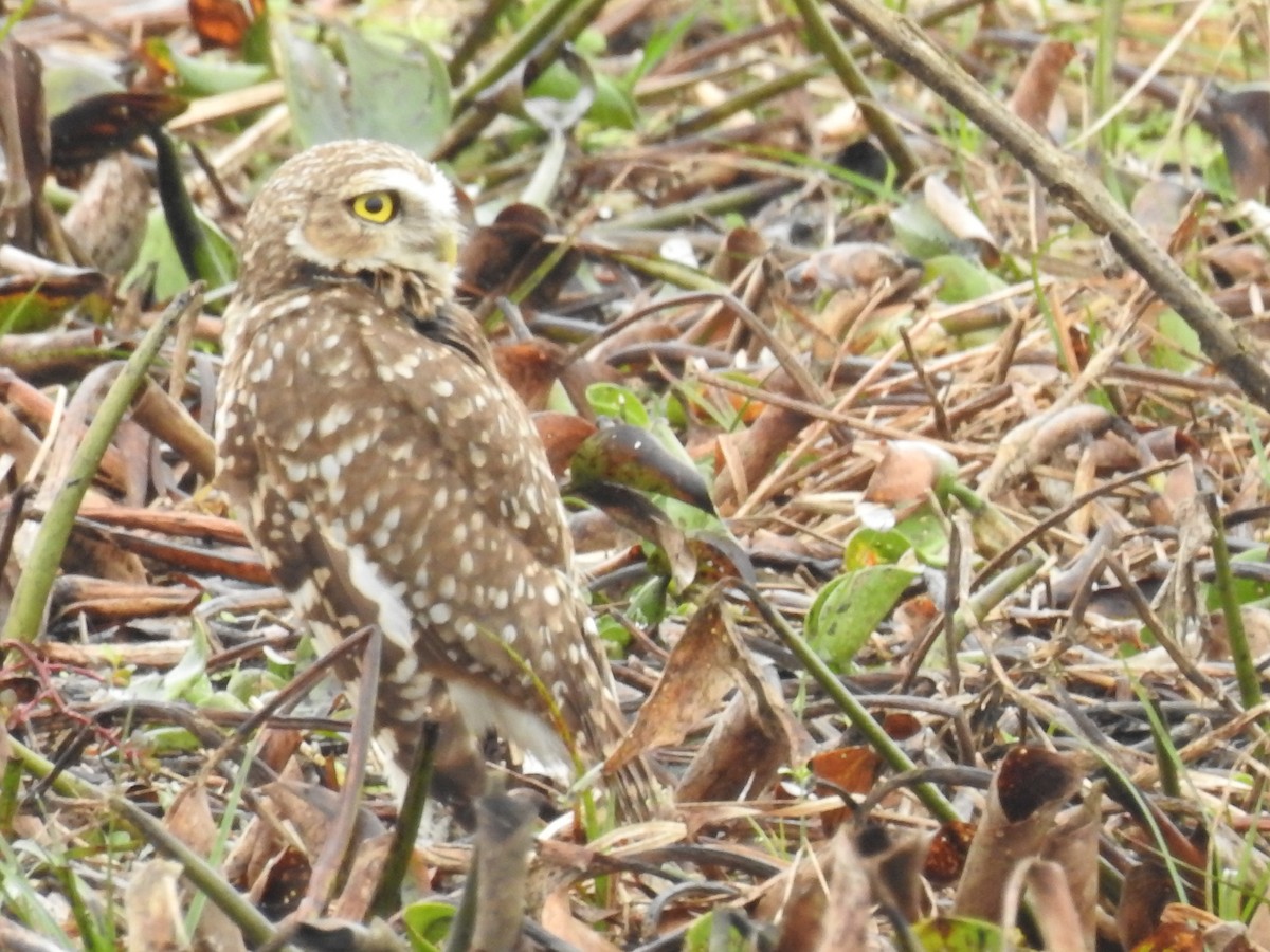 Burrowing Owl - ML31136701