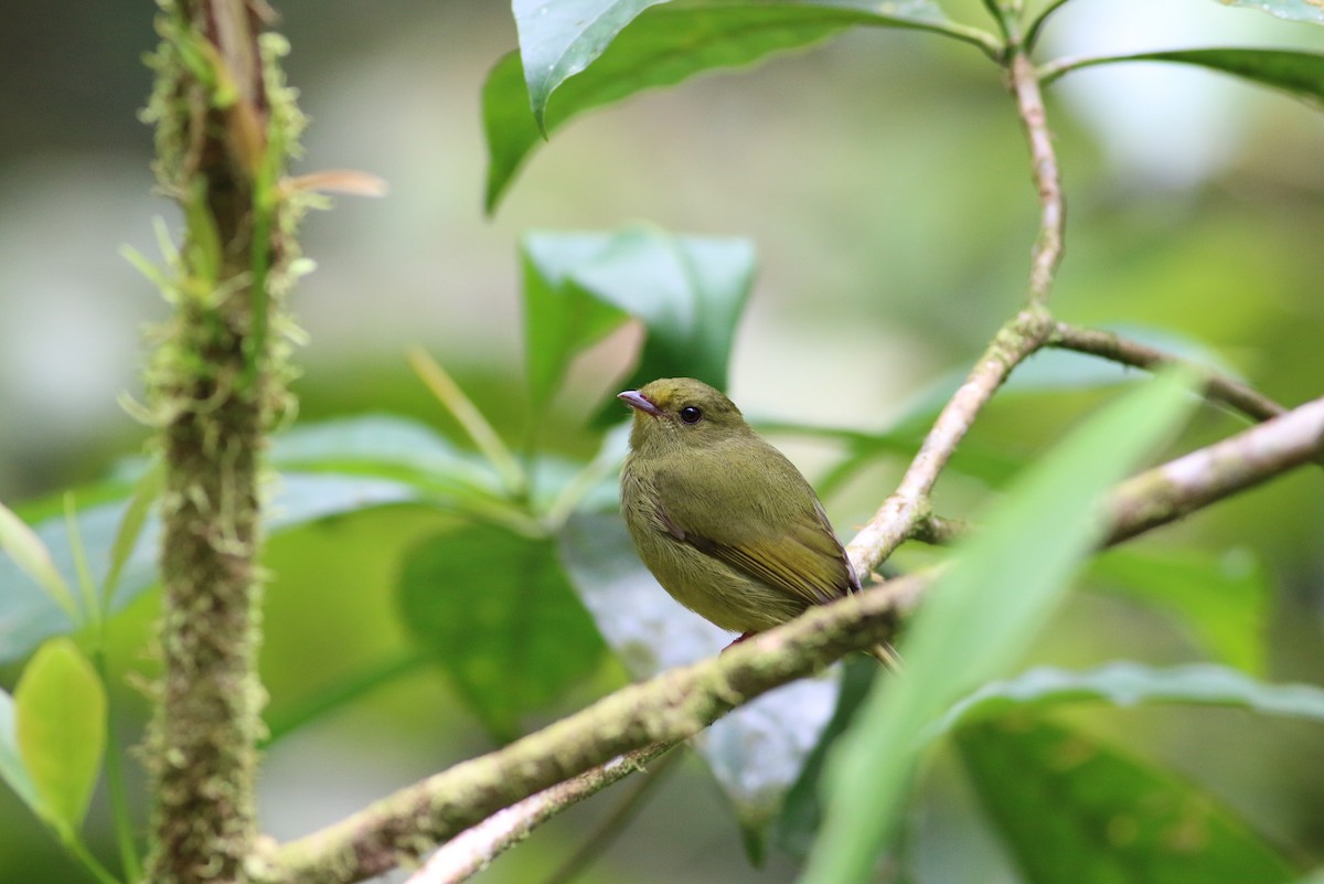 Golden-winged Manakin - ML311368531